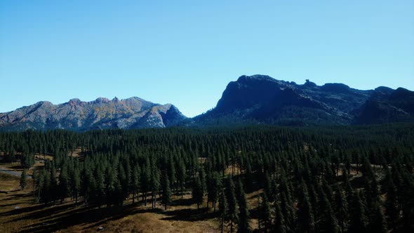 Panorama of Cone Forest at Mountains