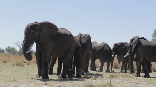 herd of African elephants in african bush going out from waterhole