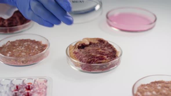 Petri Dishes With Meat Samples