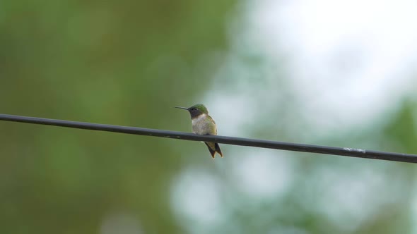 Beautiful ruby-throated hummingbird resting calmly on a telephone wire. Close up shot, slow motion.