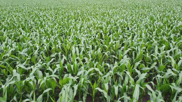 Checking the growth of corn crops in the field and the level of weeds, flying over the corn field