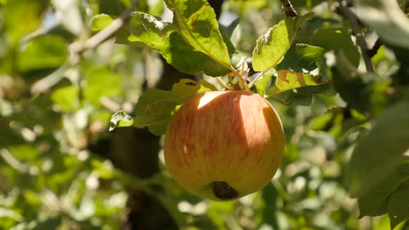 Cultivated  Malus pumila organic fruit close-up  2160p 30fps UltraHD footage - First autumn  apples 