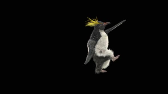 74 Penguin Dancing HD