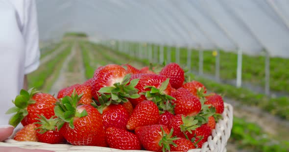 Close Up of Female Farmer Holding Basket of Strawberry