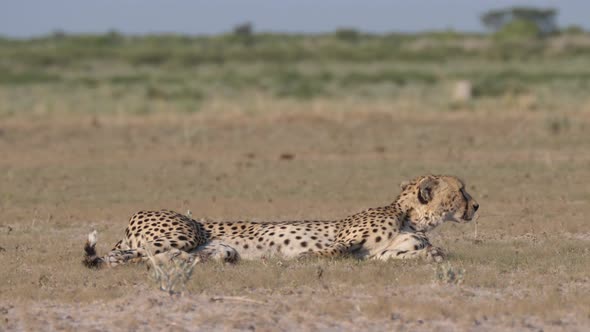 Cheetah resting on the savanna