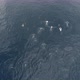 AERIAL WS TS Penguins swimming in water / Antarctic Peninsula, Antarctica - VideoHive Item for Sale