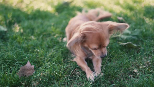 Adorable Funny Longhair Dog Chihuahua Playing with a Stick in Park 