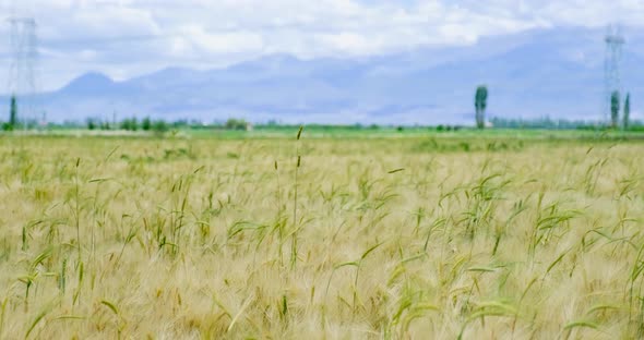 Wheat Grain - Wheat Fields