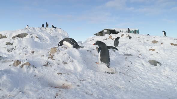 Two Funny Penguins Steal Pebbles From Each Other s Nest