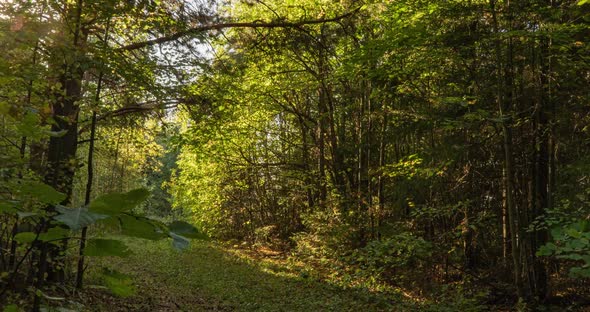 Green Forest. Pine Trees Fairy Forest. Trees Pattern. Camera Movement Inside the Forest. Wonderful