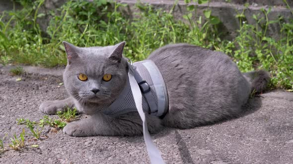 Gray British Cat on a Leash Basking in the Sun Lying on Sand on Outdoors