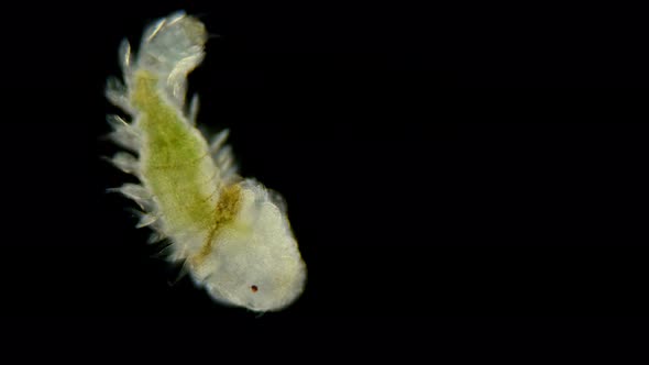 The Polychaete Worm Larva Under a Microscope From the Phyllodocidae Family, of Type Annelida