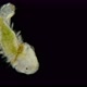 The Polychaete Worm Larva Under a Microscope From the Phyllodocidae Family, of Type Annelida - VideoHive Item for Sale