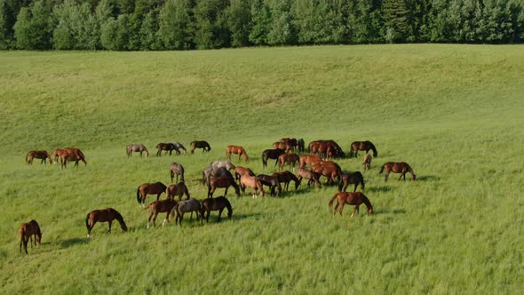 A Herd of Young Horses Is Grazing on a Green Meadow