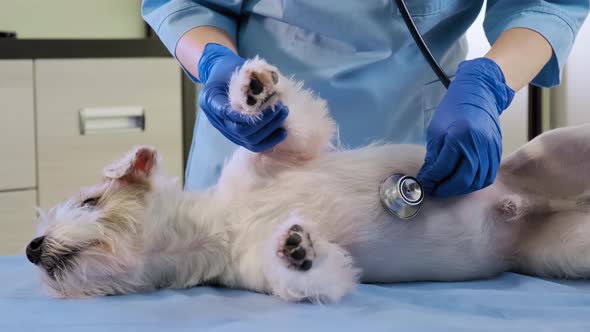 Female Veterinarian with the Help of a Stethoscope Examines the Jack Russell Dog in Clinic Health