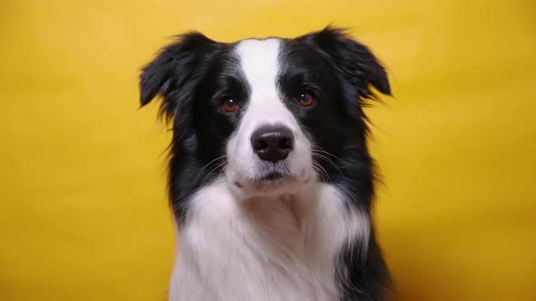 Funny Portrait of Cute Puppy Dog Border Collie Isolated on Yellow Colorful Background