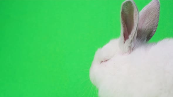 Beautiful Fluffy White Rabbit Isolated on a Background of Chromakey