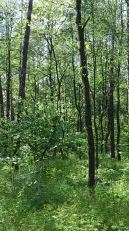 Vertical Video of a Forest with Trees