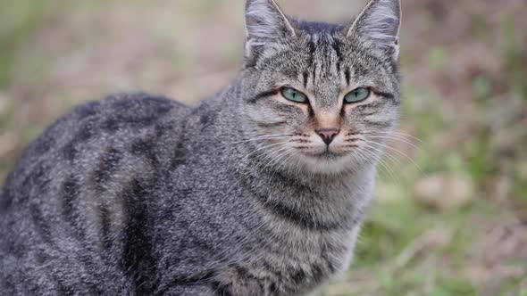 Cat with green eyes looking at camera