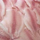 Fillets of Fresh Tilapia Fish Lie on the Ice Counter in the Store Under a Cooling Spray - VideoHive Item for Sale