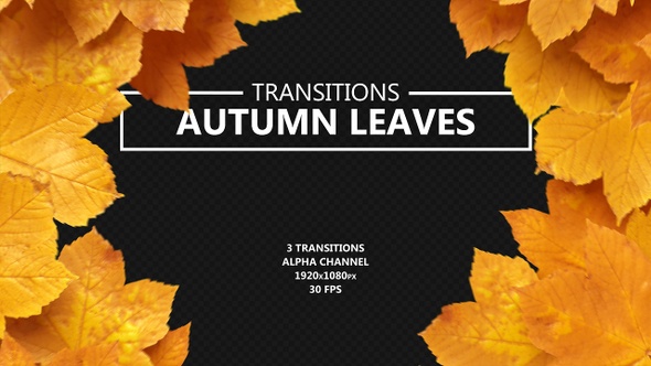 Autumn Leaves Transitions alt