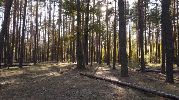 Autumn Forest Landscape with Trees By Day