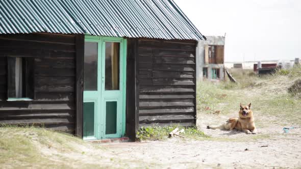 German shepherd lying on the ground beside house