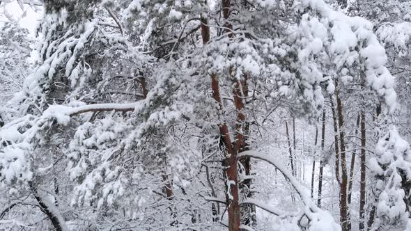 Winter Forest Pines, Aerial Upwards Movement