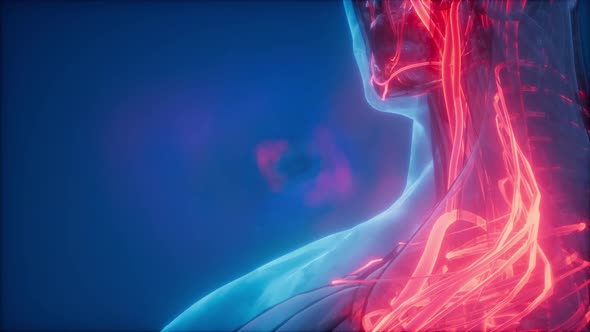 Blood Vessels of Human Body alt