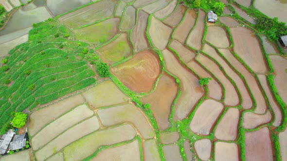 Aerial view of agriculture in rice fields for cultivation