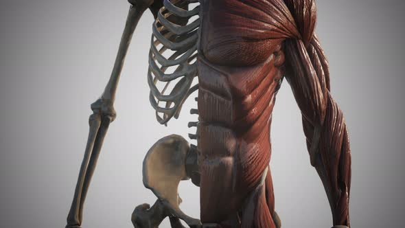 Muscular and Skeletal System of Human Body