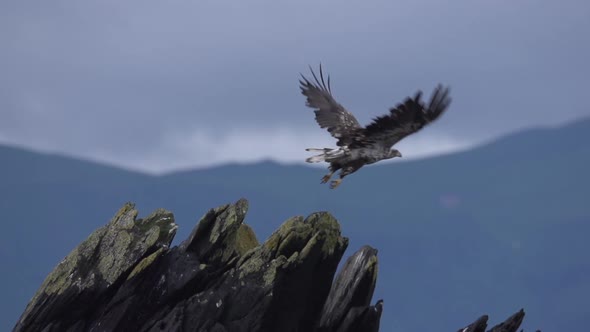 a young bald eagle