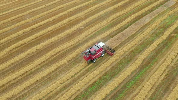 Farmer In Combine Harvester Harvests Wheat In Agricultural Field At Summer Day