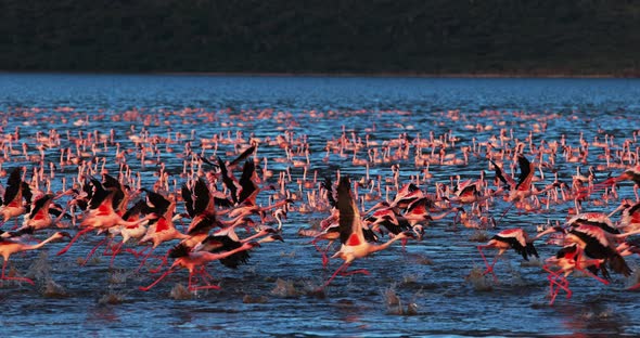 Lesser Flamingo, phoenicopterus minor, Group in Flight, Taking off from Water