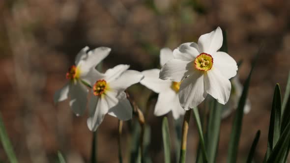 Garden flower  Narcissus poeticus close-up 4K 2160p 30fps UltraHD footage - Pheasants eye daffodil p