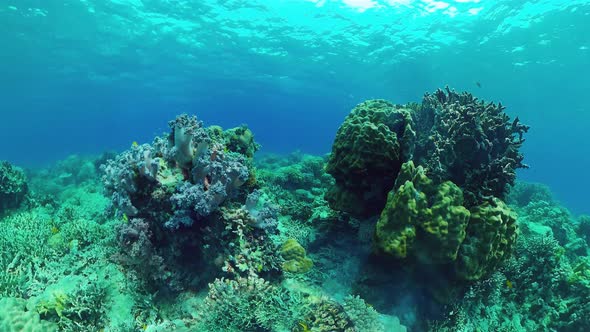 Coral Reef and Tropical Fish. Bohol, Philippines.