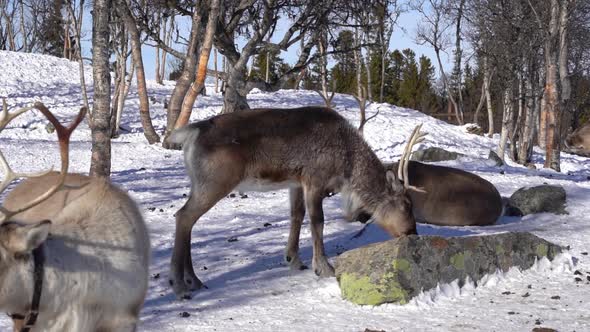 Tame reindeers with collars and horns in captivity inside Langedrag nature park Norway - Slow motion