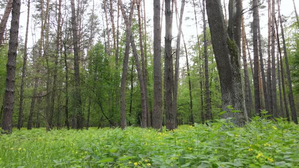 Wild Forest Landscape on a Summer Day