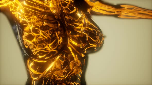 Inspection of Blood in the Blood Vessels of the Circulatory System alt