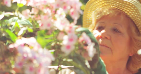 Senior woman trimming flowers in garden