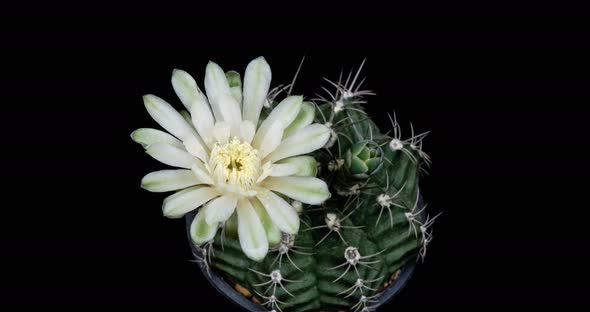 White Flower Timelapse of Blooming Gymnocalycium Cactus Opening