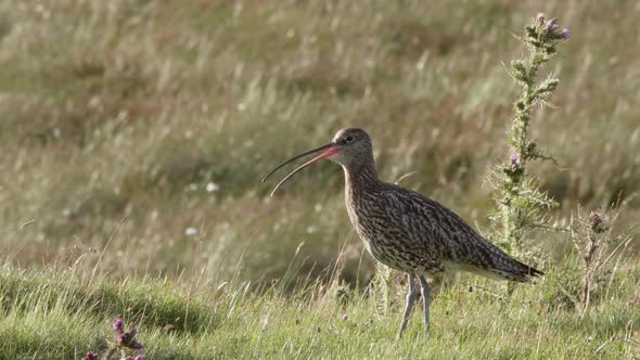 Eurasian curlew on It's upland breeding grounds in the North Pennines Uk