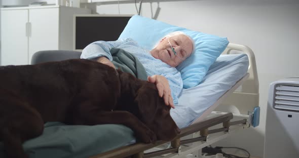 Adorable Brown Labrador Lying on Hospital Bed with Sick Aged Female Owner