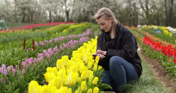 Agriculture Female Botanist Examining Tulips At Field