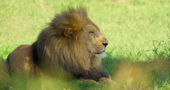 Male Lion Shakes and then Lays on Grass