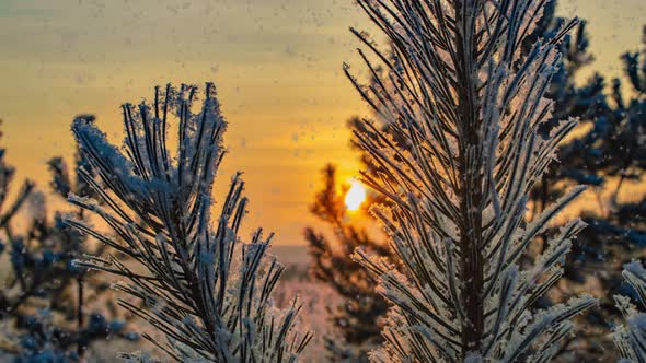 Snow Falling Nature Forest Trees Landscape on White Sunny Winter Day Mood