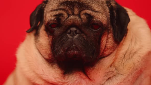 Cute Pug Dog on Red Background