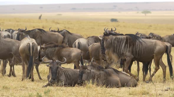 Gnus resting in Masai Mara