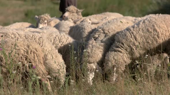 Sheep Eating Grass