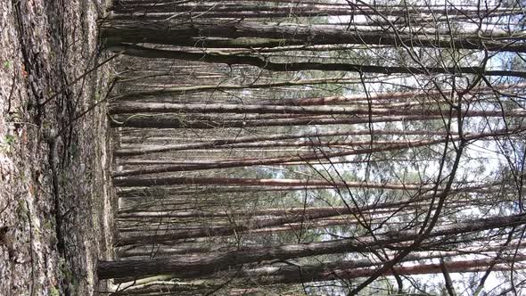 Vertical Video of Trees in a Pine Forest Slow Motion